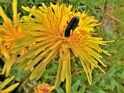 41 Taraxacum officinale (Tarassaco comune) con ospite in deciso affondo